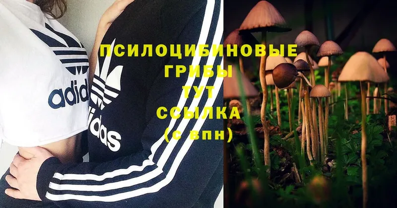 Псилоцибиновые грибы Psilocybine cubensis  Артёмовск 